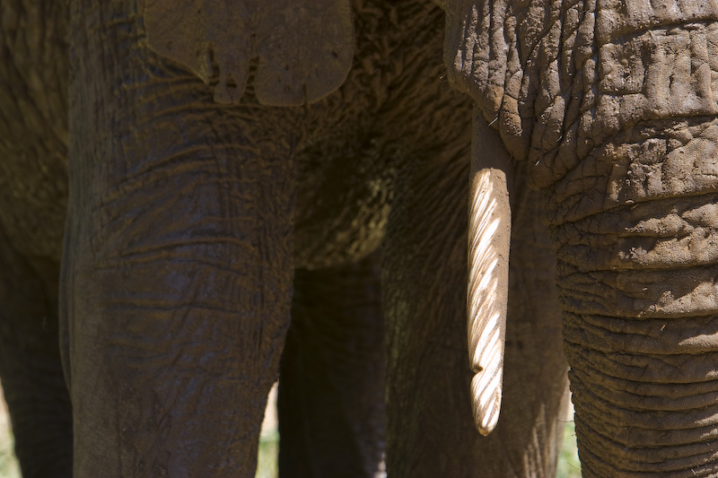 African Elepant Tusk Detail